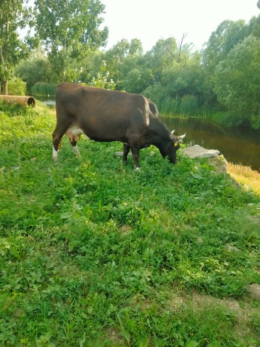 Vând vaca de lapte