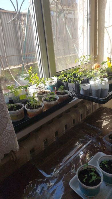 Рассада, алоэ, антуриум