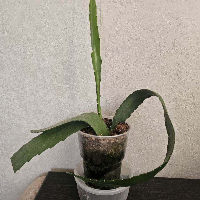 Продам комнатные цветы