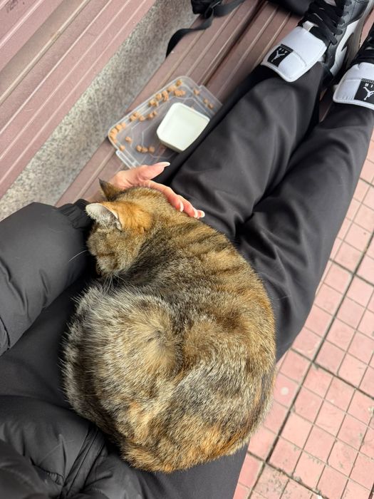Отдам кошку в добрые руки (Астана)