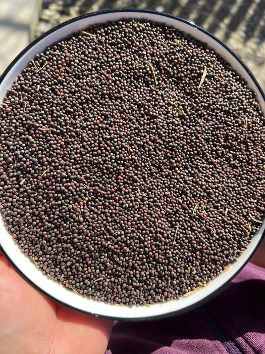 Semințe varză-romaneasca