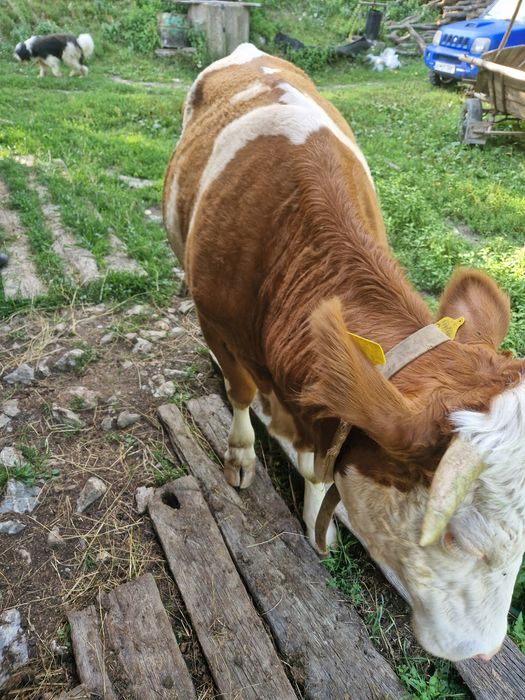 Jurinca cu vițel de vanzare