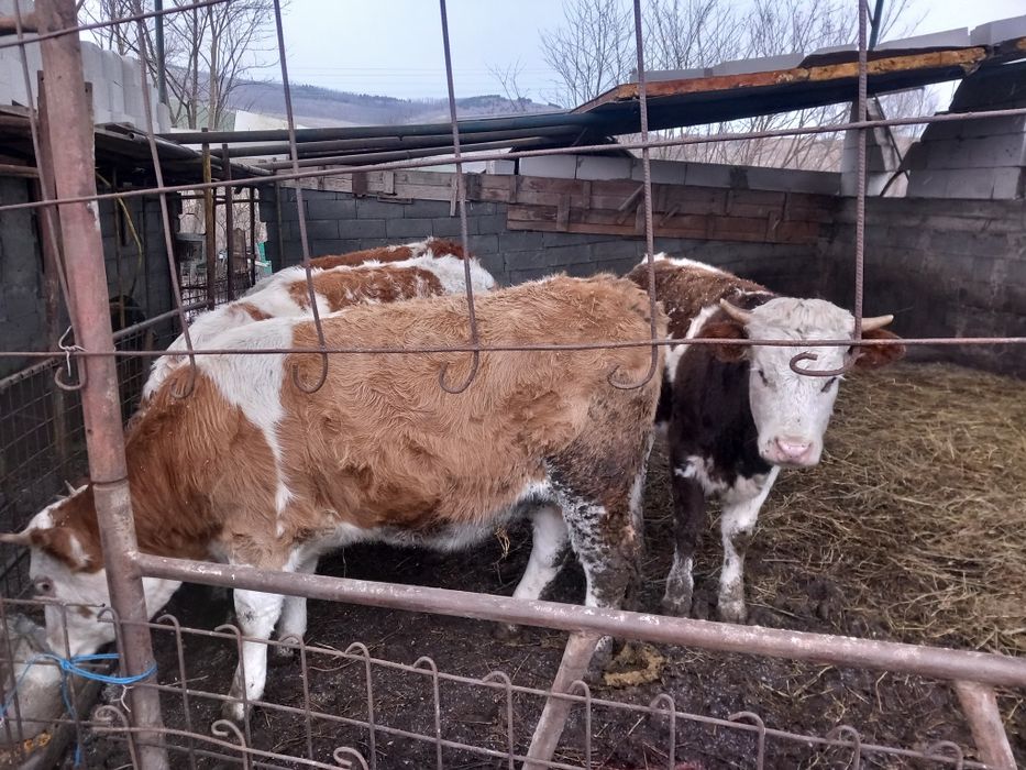 Junici baltata românească