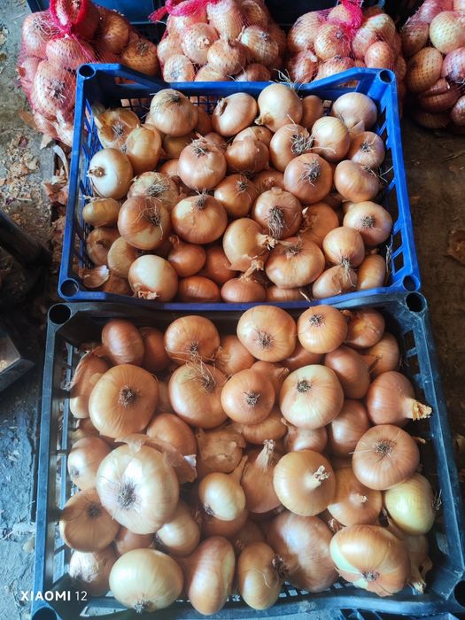 Продавам Лук  Лясковец и Щутгарт- 1,20лв/кг. +Дини+Пъпеш