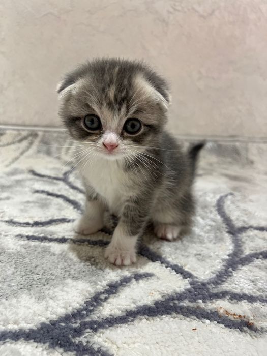 Чистокровные котята скоттиш фолд