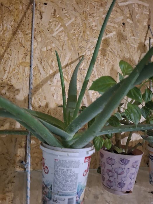 Домашний цветок Алоэ