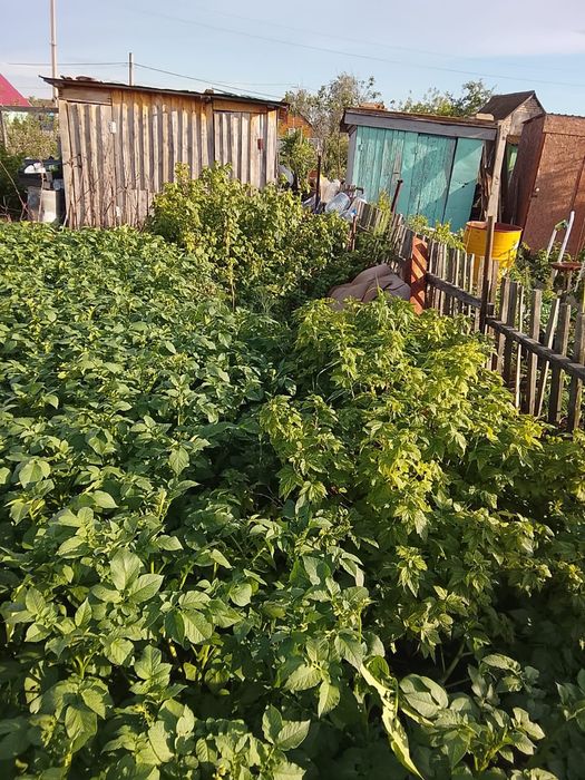 Продам дачу в Новопавловке