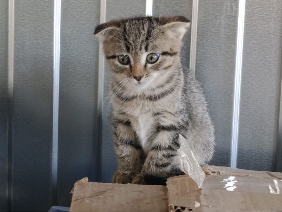 Отдам в добрые руки
