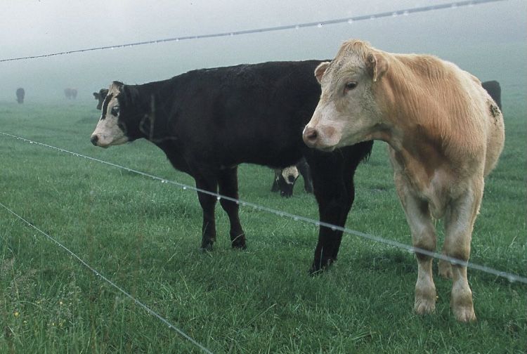 Электропастух Электро пастух Статик 3М