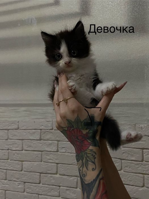 Котята ласковые умные
