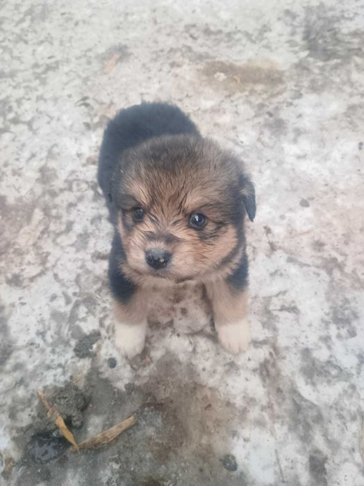 Donez căței talie mică