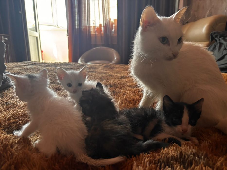 Отдам котят в хорошие руки