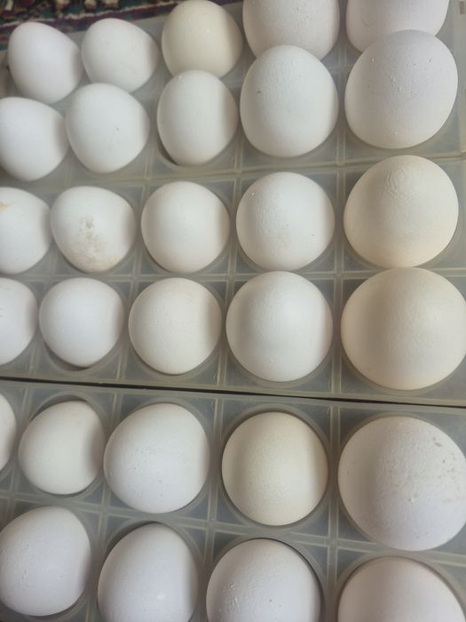 Продам  яйца  домашние по 80 т