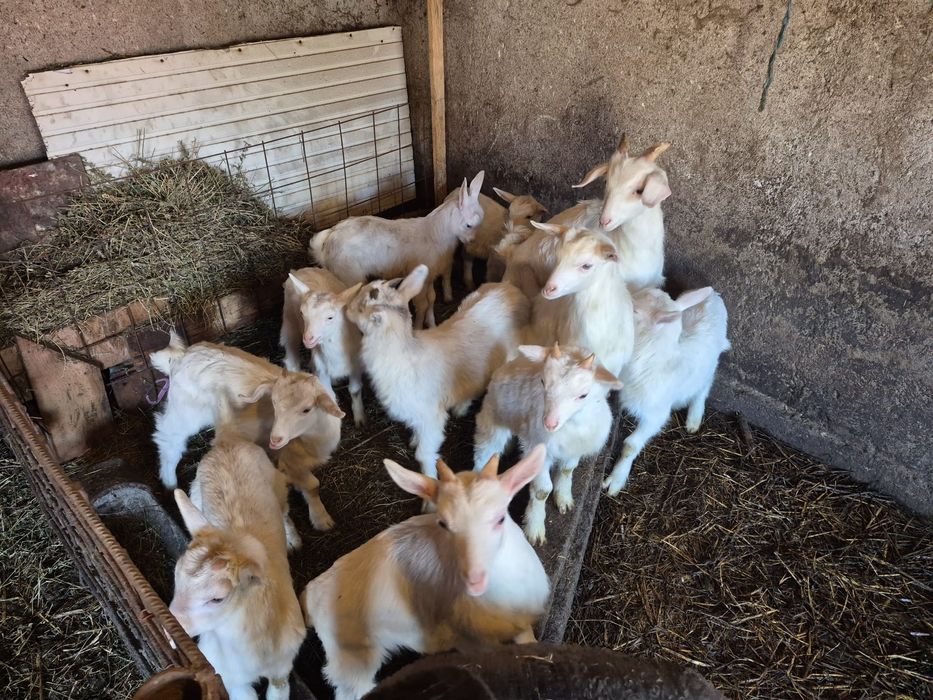 Iezi saanen și miei