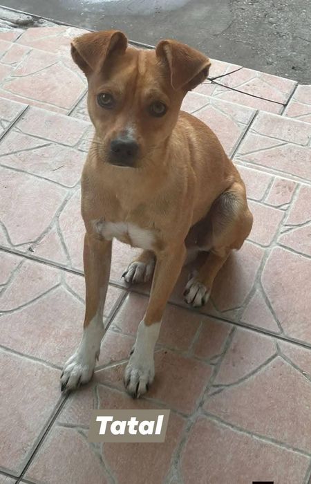 Oferim pentru adoptie catelusi metis-terrier talie mica 6 săptă