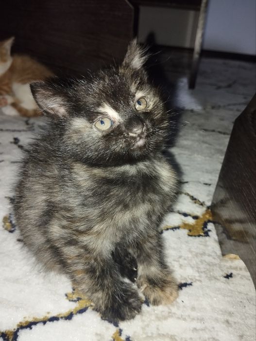 отдаем котят в хорошие руки