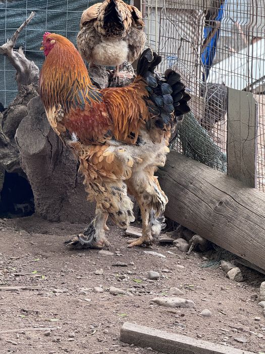 vând cocoș brahma