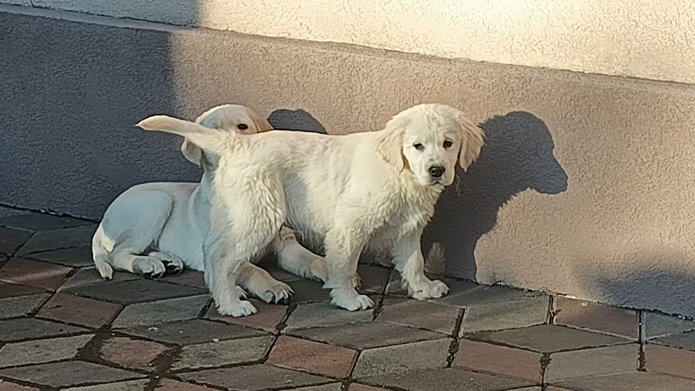 Golden Retriever cu Pedigree