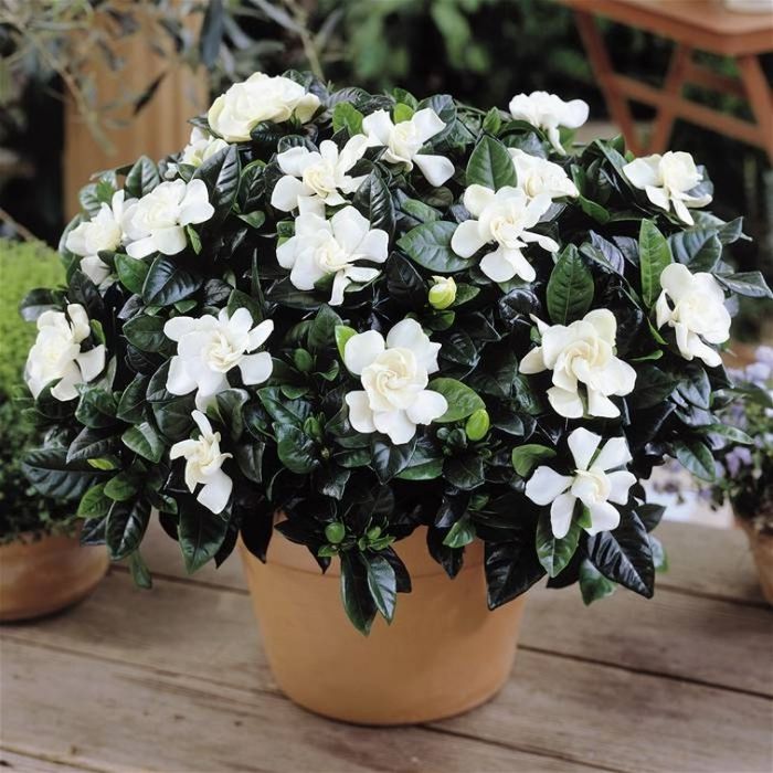 Гарденията (Gardenia jasminoides)