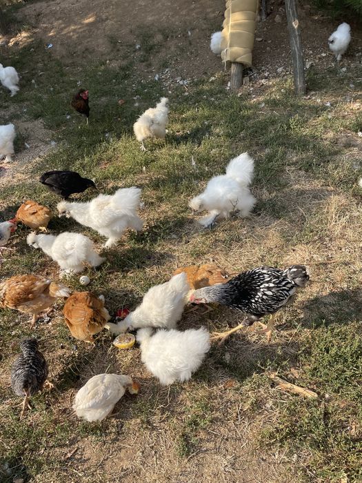 Pui chinezesti de matase de vanzare