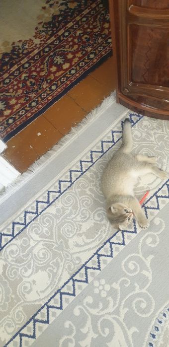 шиншилла котёнок, шиншила 1та киз бола мушукча колди