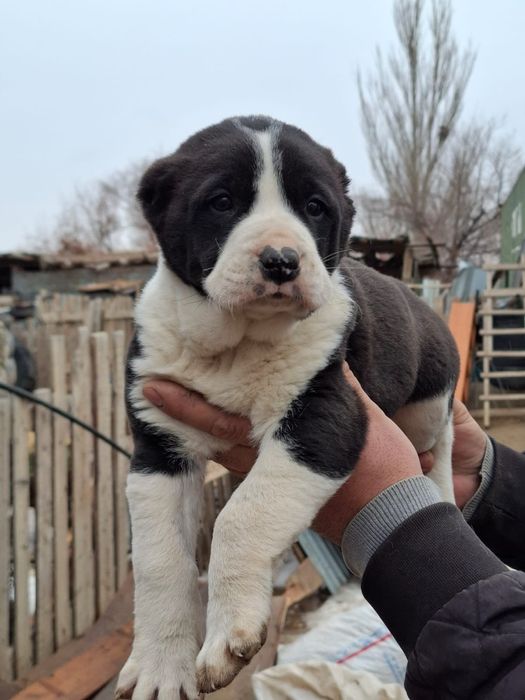 Тобет Күшік сатылады