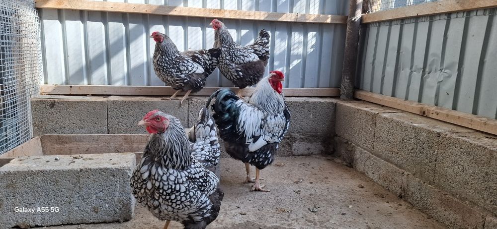 Продам семью виандод серебро 1.5 возраст