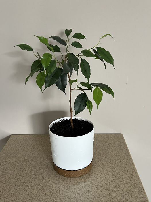 Фикус бенджамина