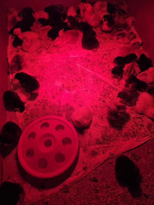 Pui de țară  românești..