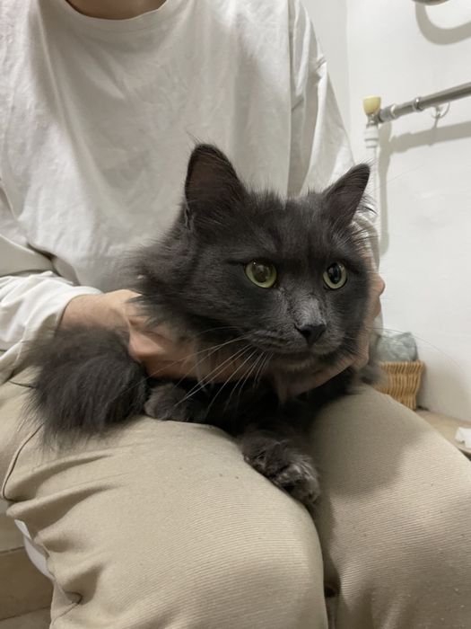 Кошка порода Нибелунг в добрые руки