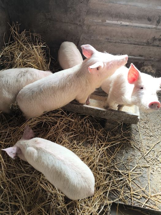 Три свободни малки прасенца на два месеца