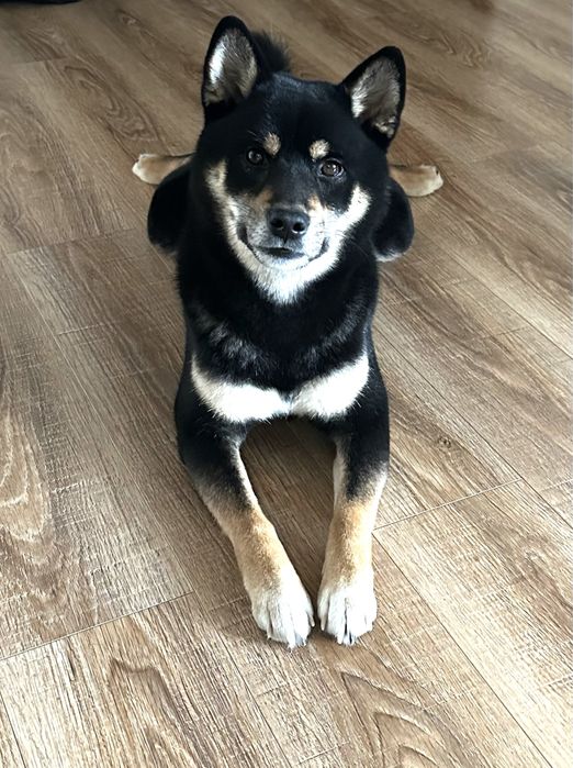 Кабель Сиба Ину для вязки