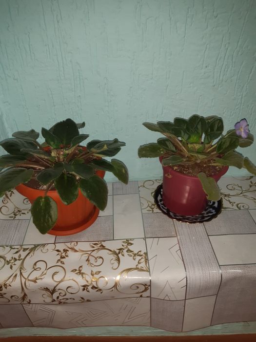 Продоюца цветы фиалки