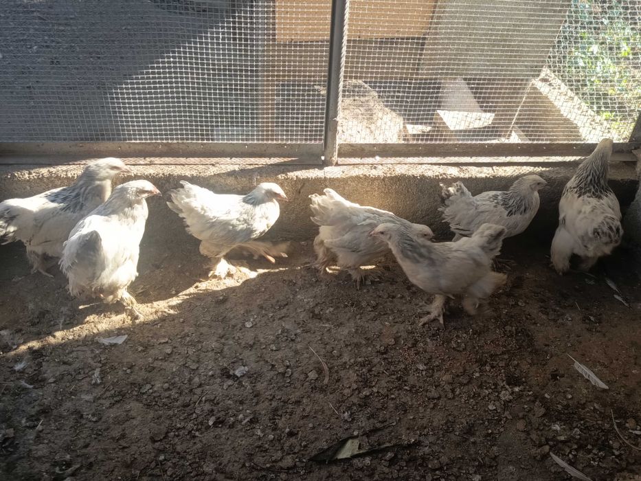 Колумбийска брама налични 7бр