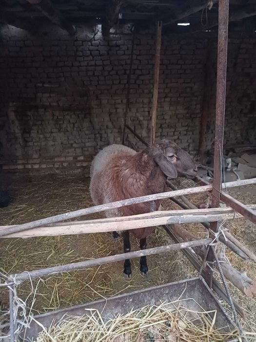 Qo'zi  sotiladi  12 oylik