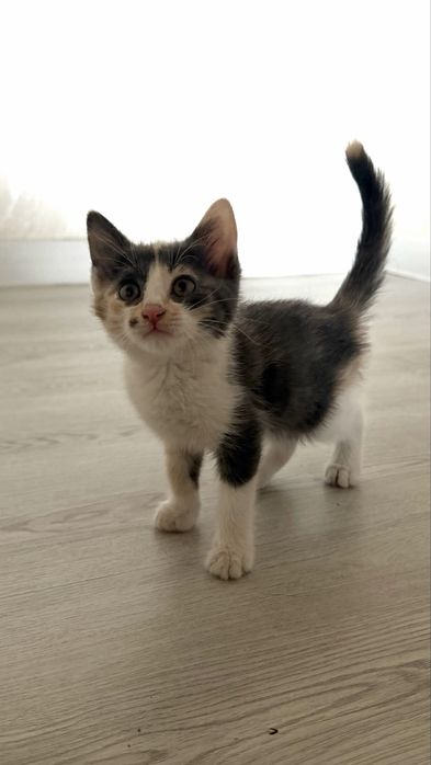 Присраивается котёнок в добрые руки