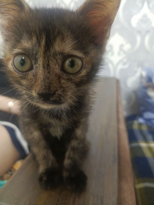 Передержка кошек