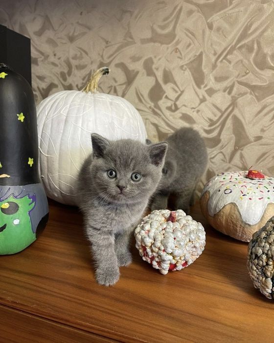 Британские котята