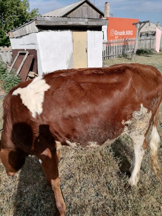 Продам двух тёлок 1год4,5месяцев