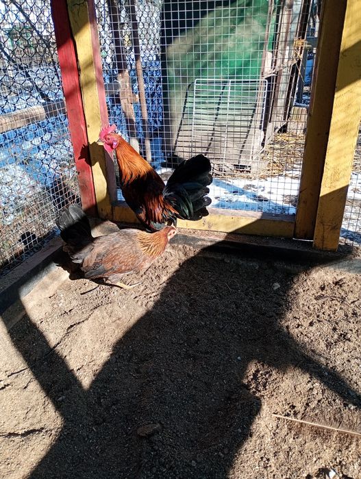 Găini pitice pereche