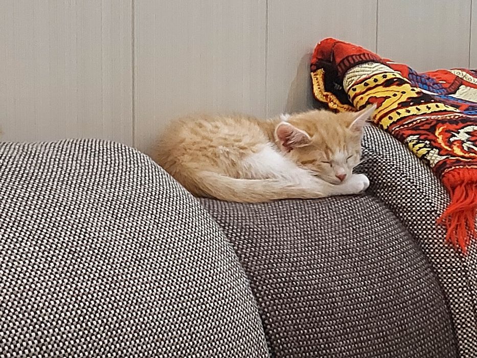 Домашние котенки / Мушук болачалари яхши эгаларига хадяга