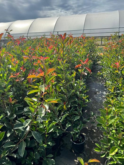 Tuia  leylandii bambus