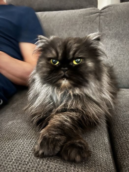 Подарявам котка персийска