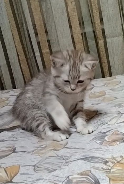 Кошечка  Скоттиш страйт.