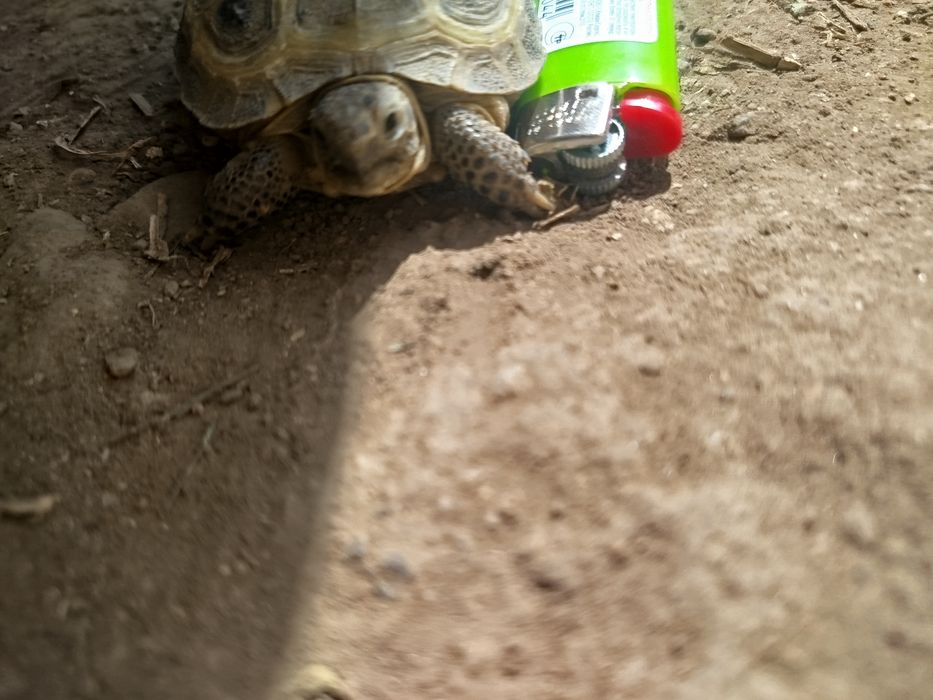 Сухопутная черепашка