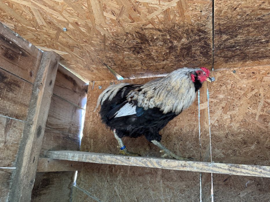 Cocos de Araucana