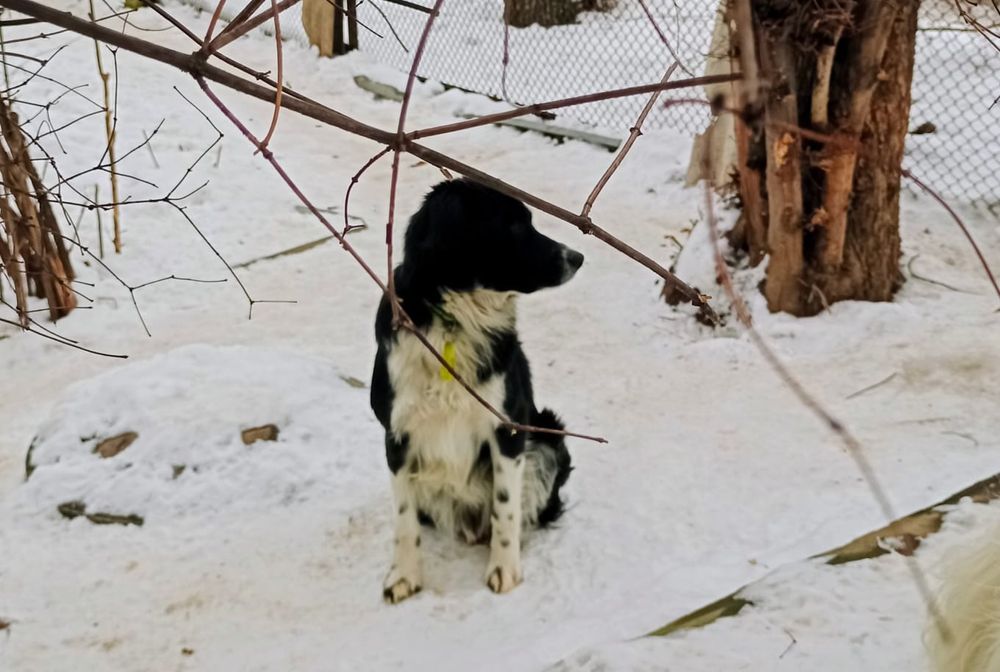 Потерялся любимый друг