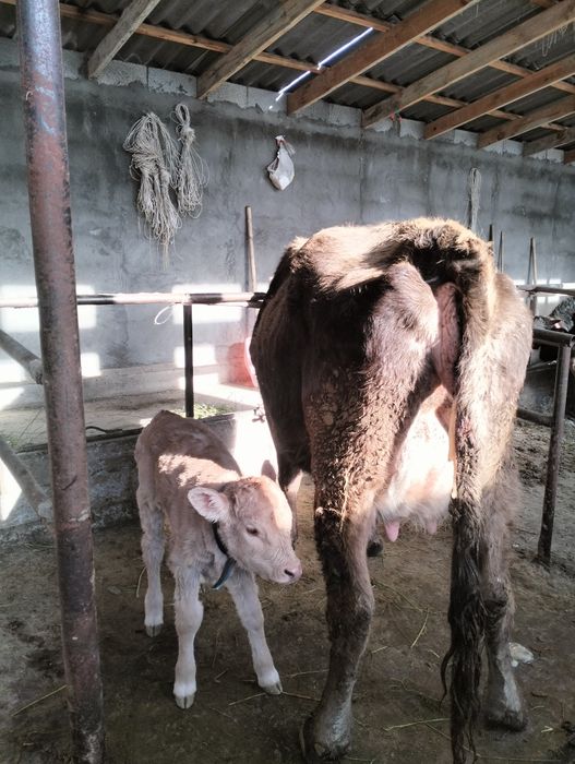 Бұзаулы сйыр сатылады