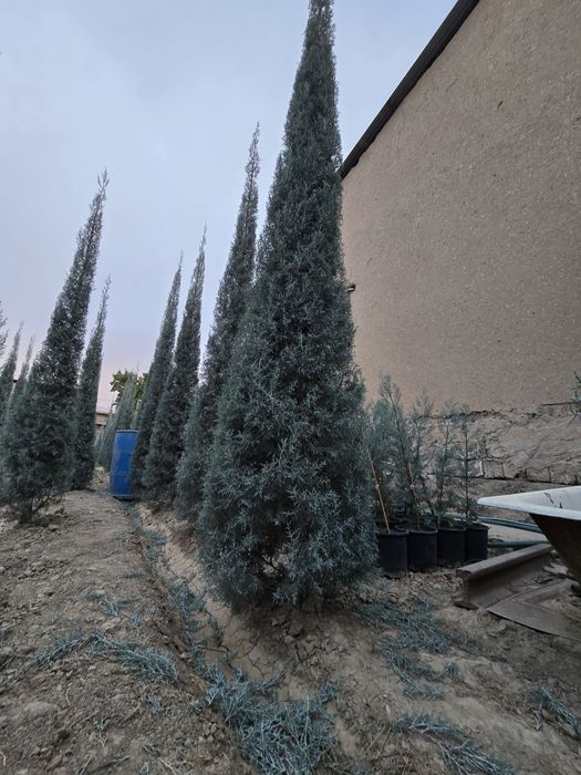 Кепарис аризоника