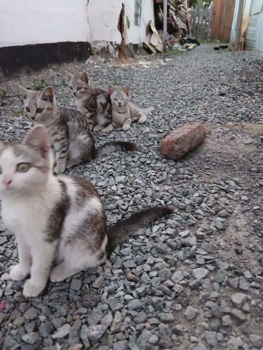Отдам в добрые руки
